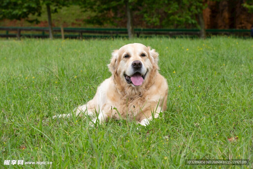 草地上的可爱金毛犬