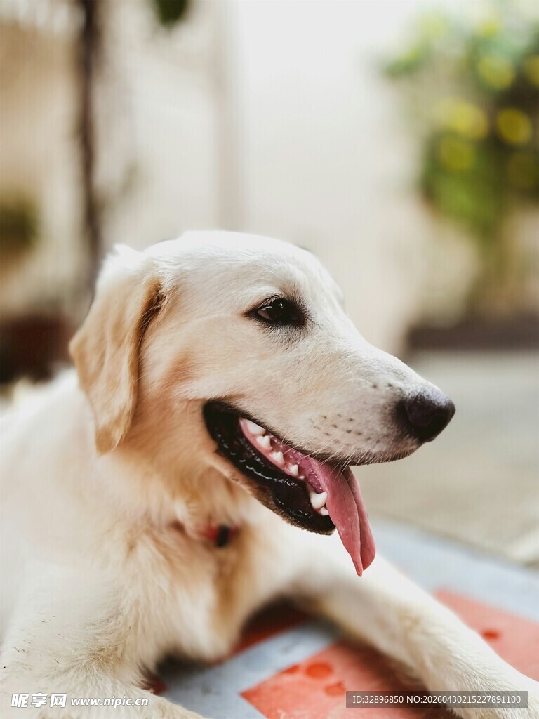 趴卧的可爱金毛犬