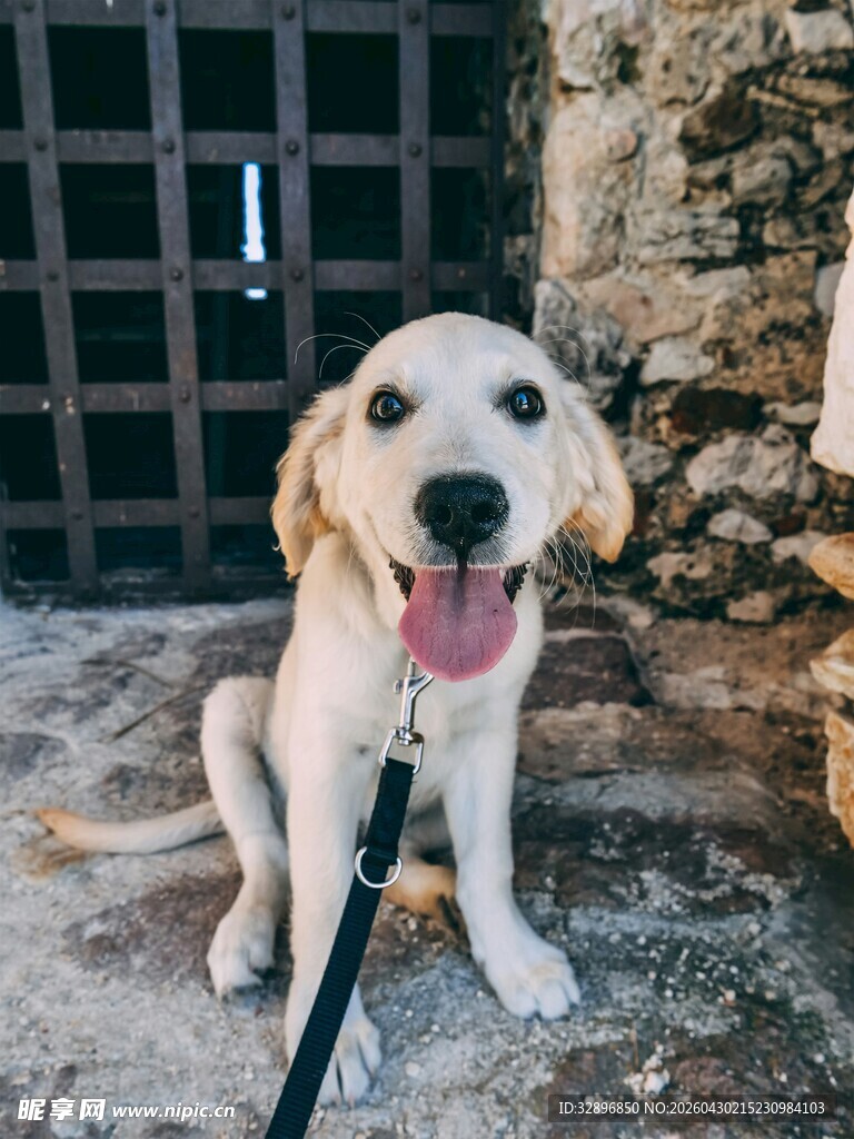 可爱金毛犬拴绳坐于石旁