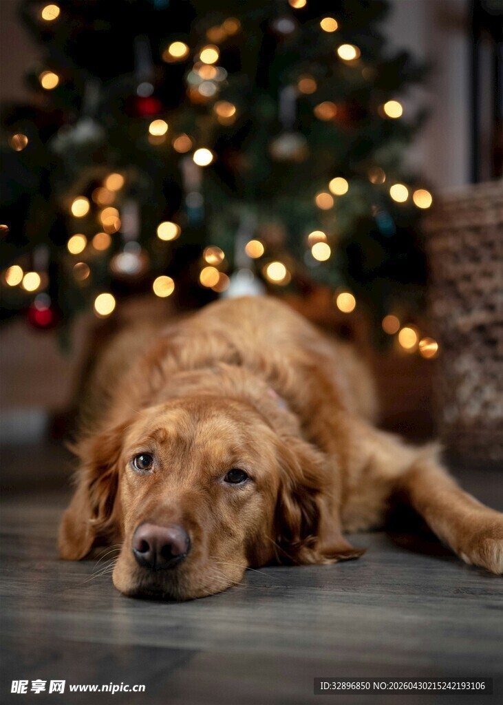 圣诞树下的慵懒金毛犬