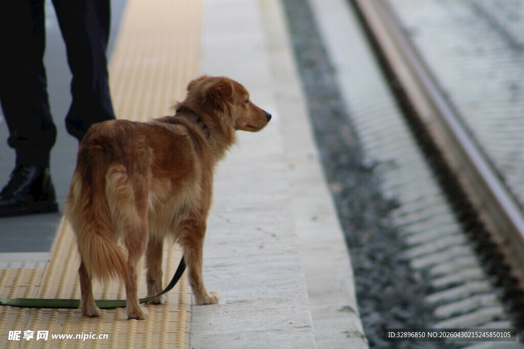 站台边等待的棕色宠物犬