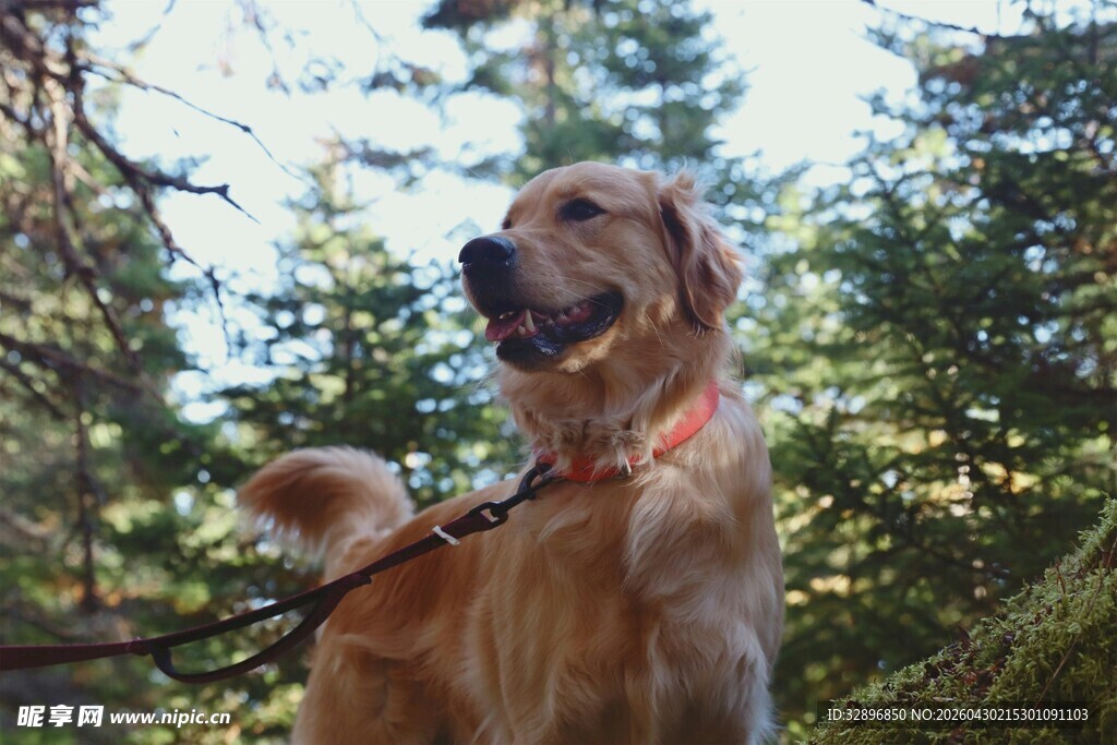 林间拴绳的金毛犬