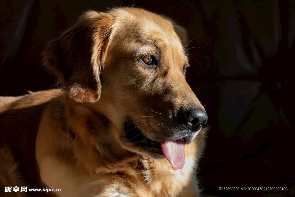 可爱金毛犬特写