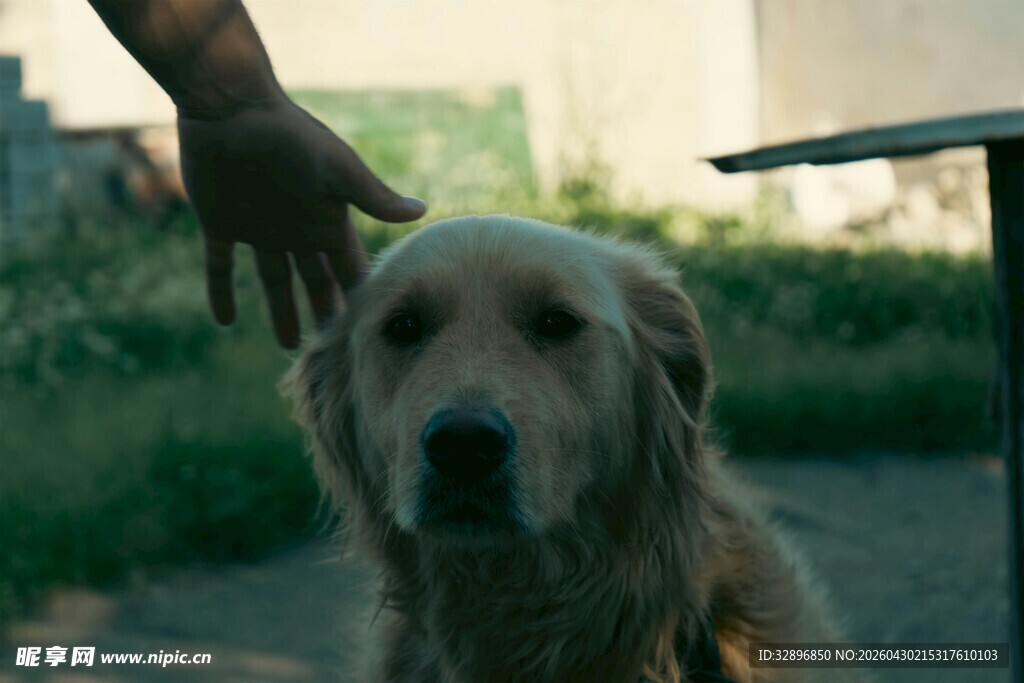 抚摸金毛犬的温馨瞬间