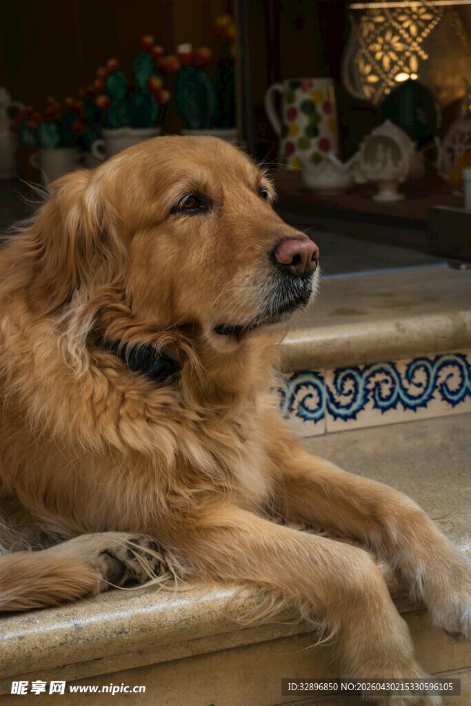 金毛犬惬意趴卧