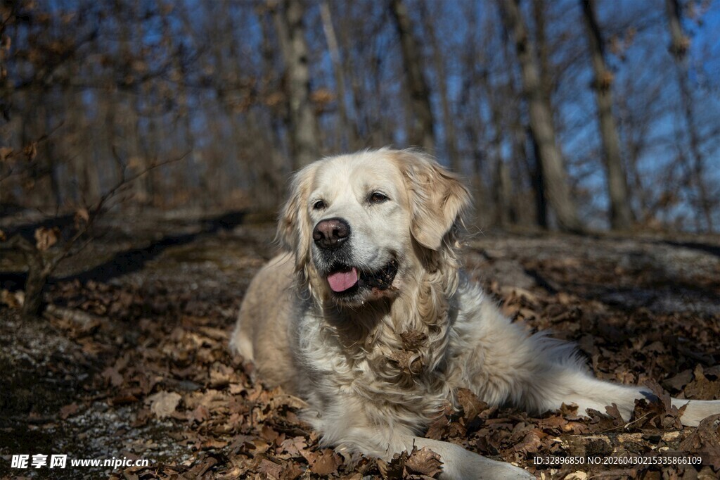 秋日林间的金毛犬