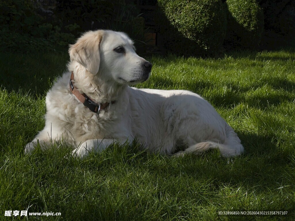 草地上的金毛犬