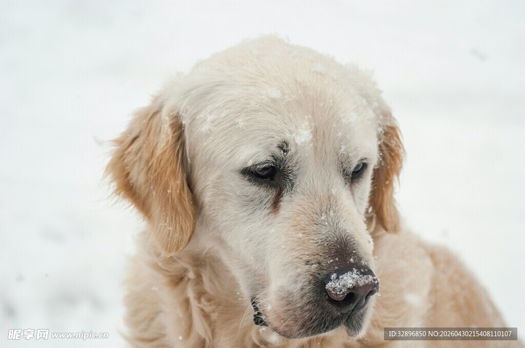 雪中金毛犬