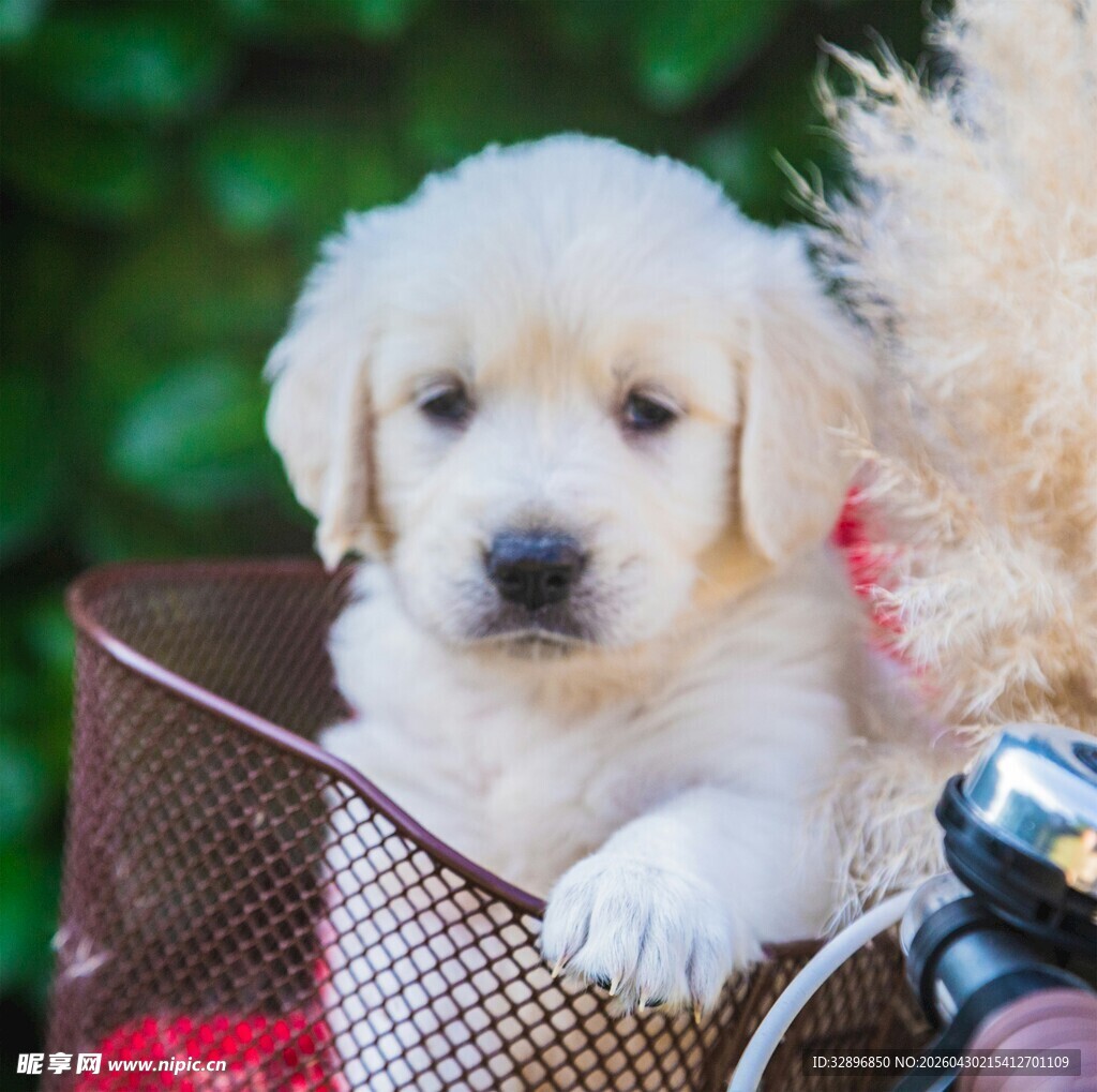 篮子里的可爱小金毛幼犬