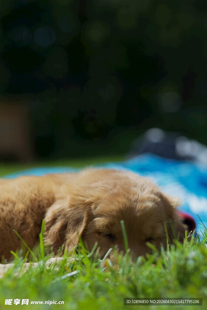 熟睡的金毛犬