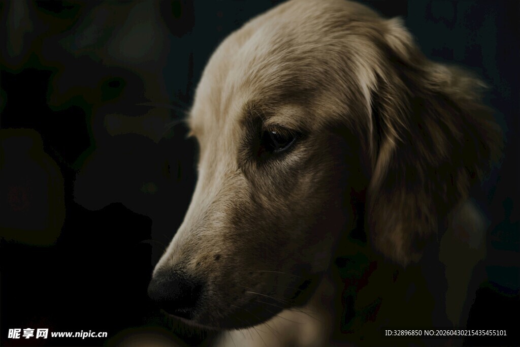 金毛犬的温柔侧颜