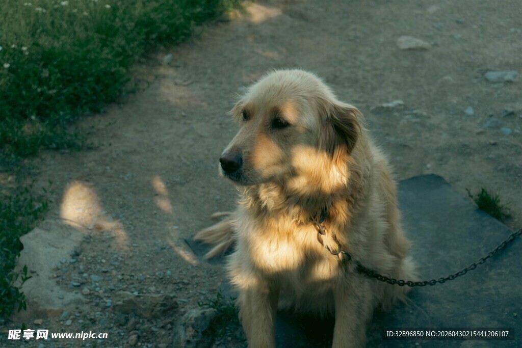 阳光下拴着的金毛犬