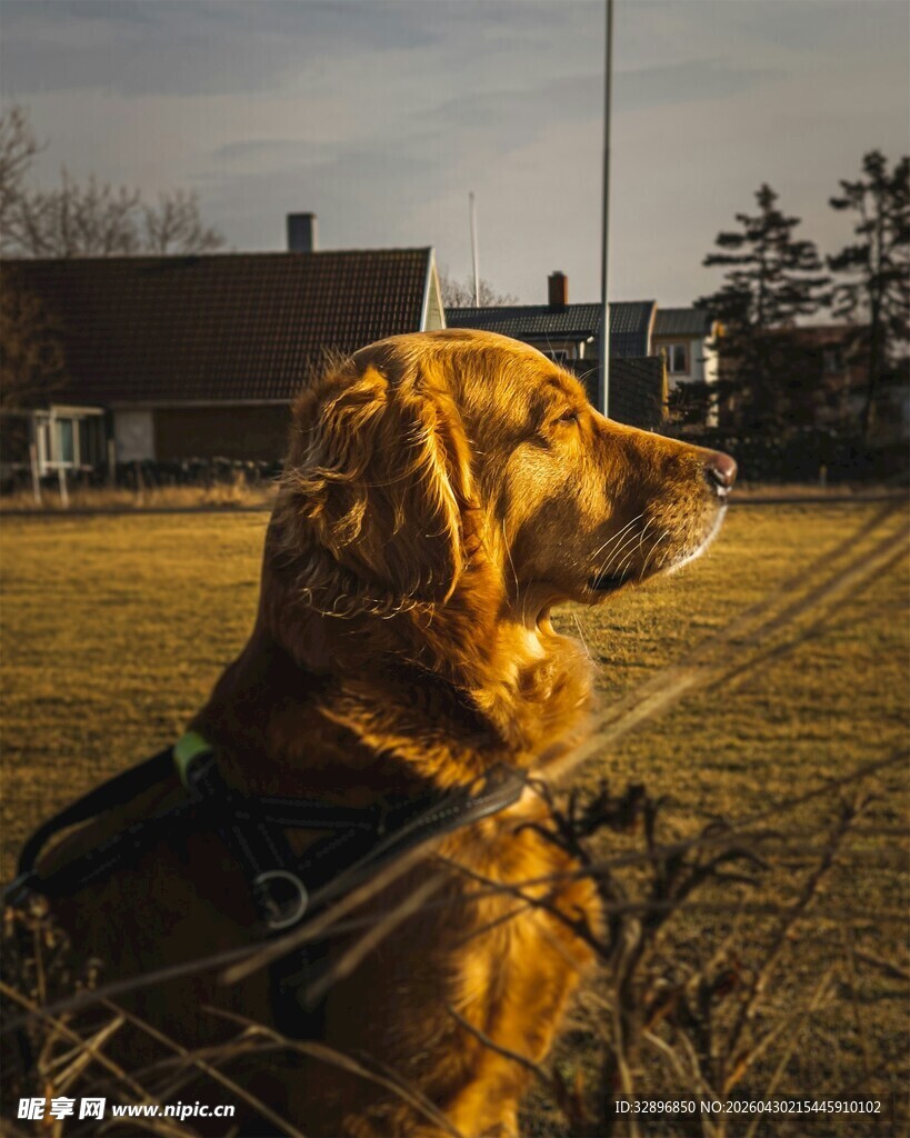 阳光下眺望的金毛犬