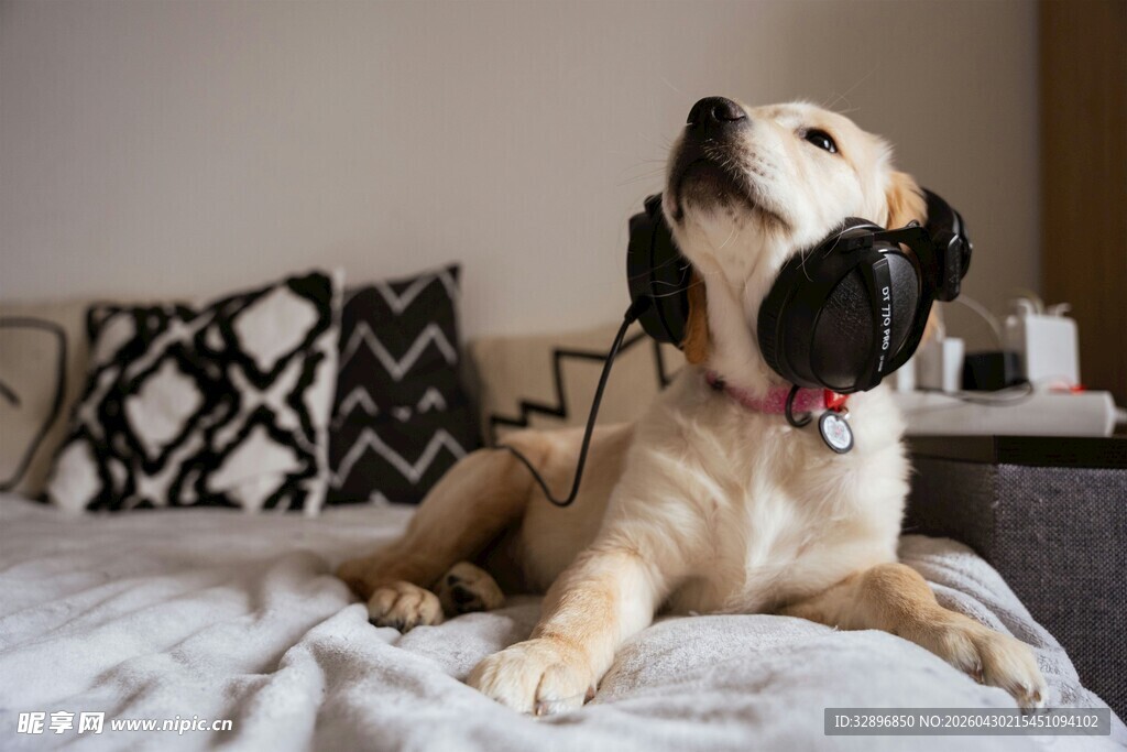 戴耳机的可爱金毛犬