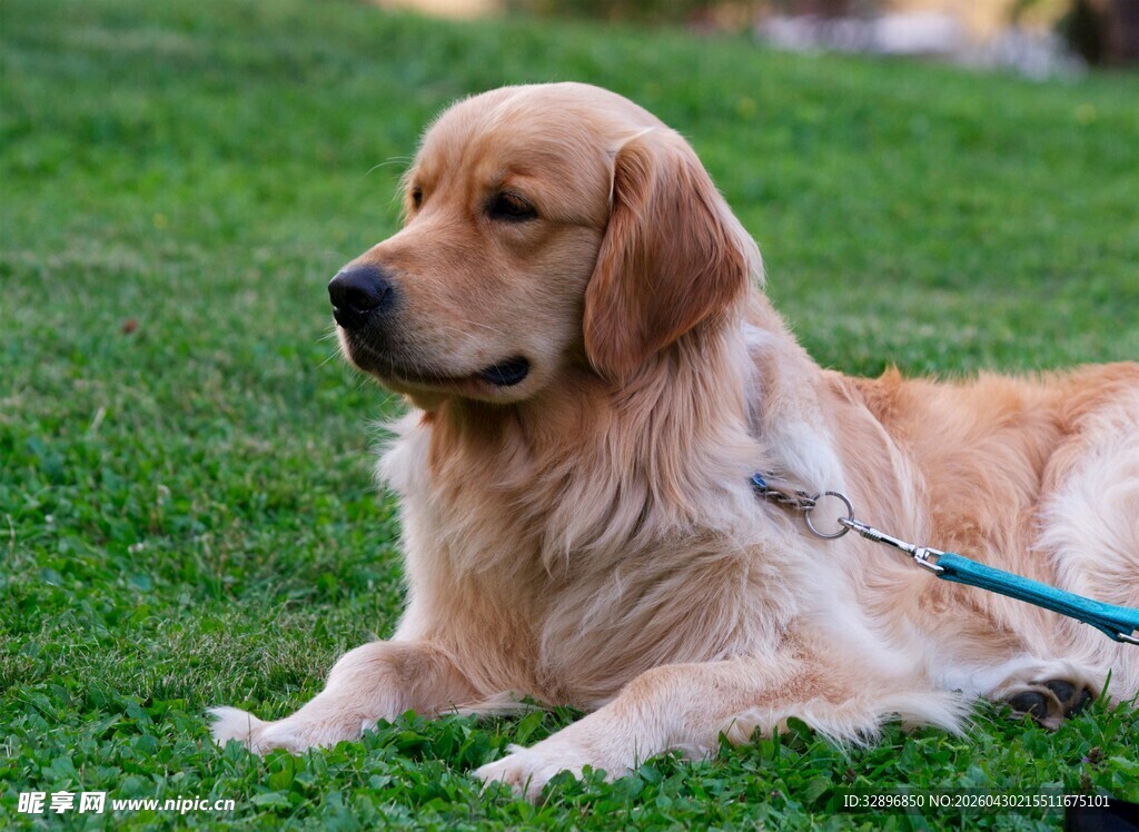 草地上休憩的金毛犬