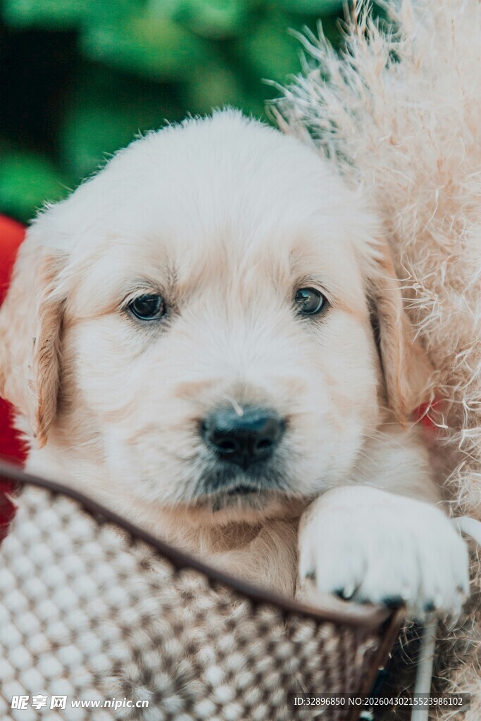 可爱金毛幼犬趴在篮边