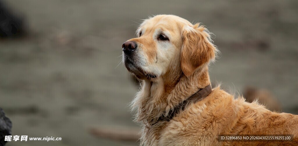 金毛犬专注眺望