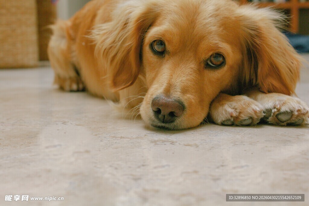 趴着的金毛犬眼神忧郁