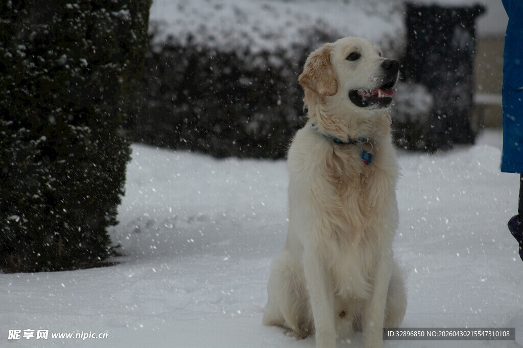 雪地中的金毛犬