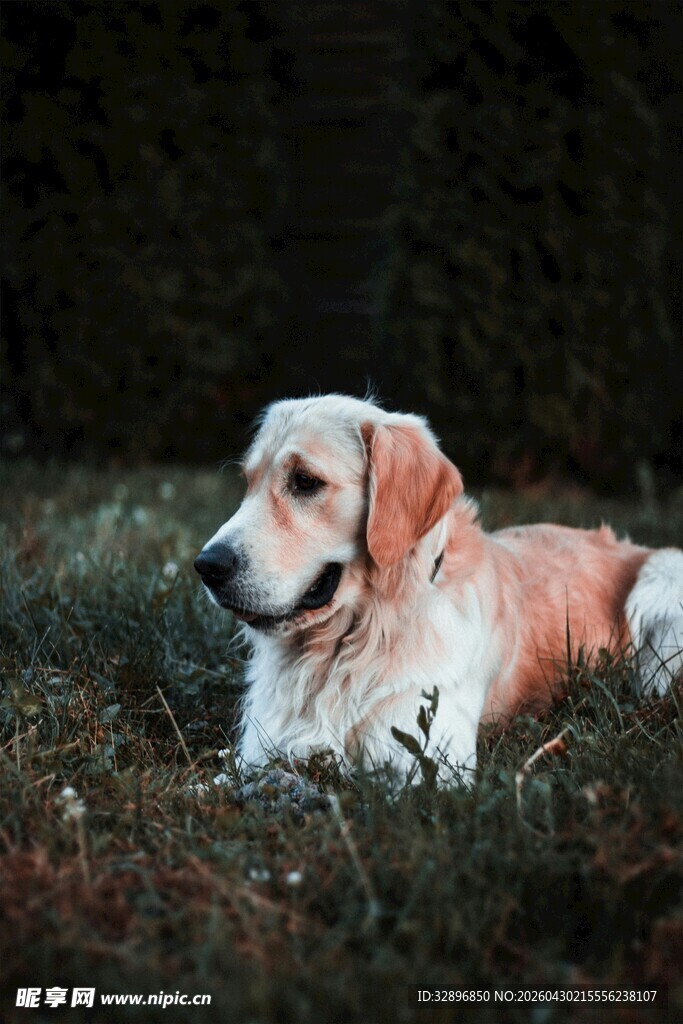 草地上休憩的可爱金毛犬