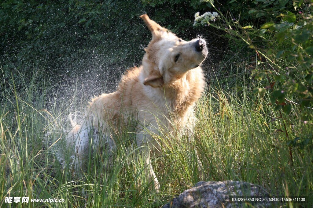 草地上的可爱金毛犬
