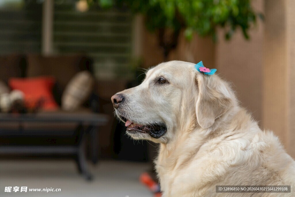 戴蝴蝶结的可爱金毛犬