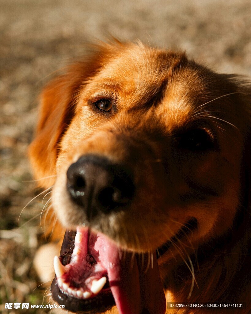 可爱金毛犬吐舌微笑