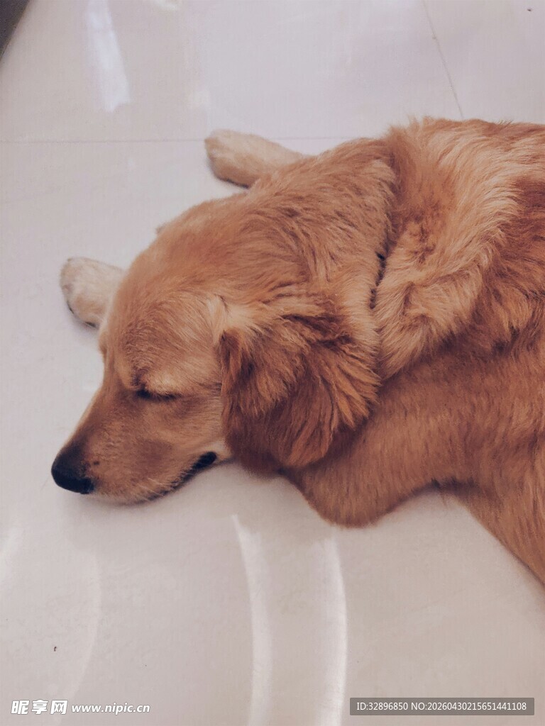 熟睡的金毛犬