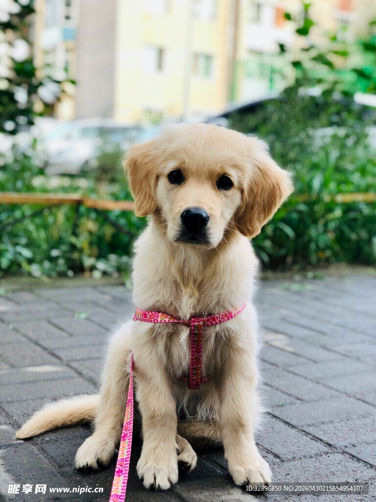 可爱金毛幼犬系粉色牵引绳