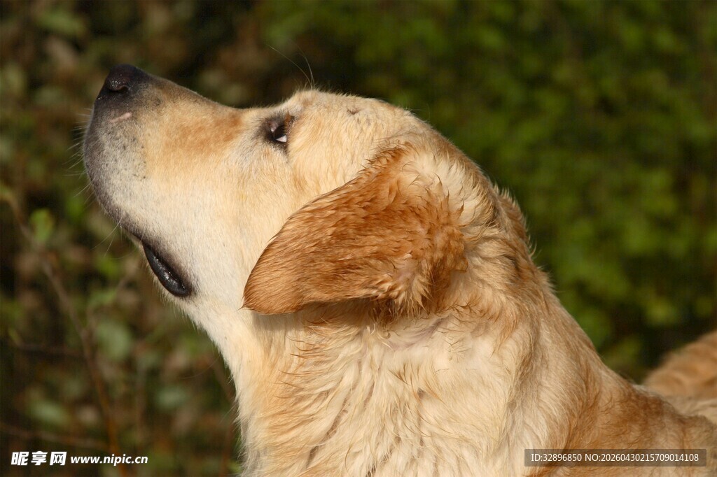 仰头的黄色拉布拉多犬