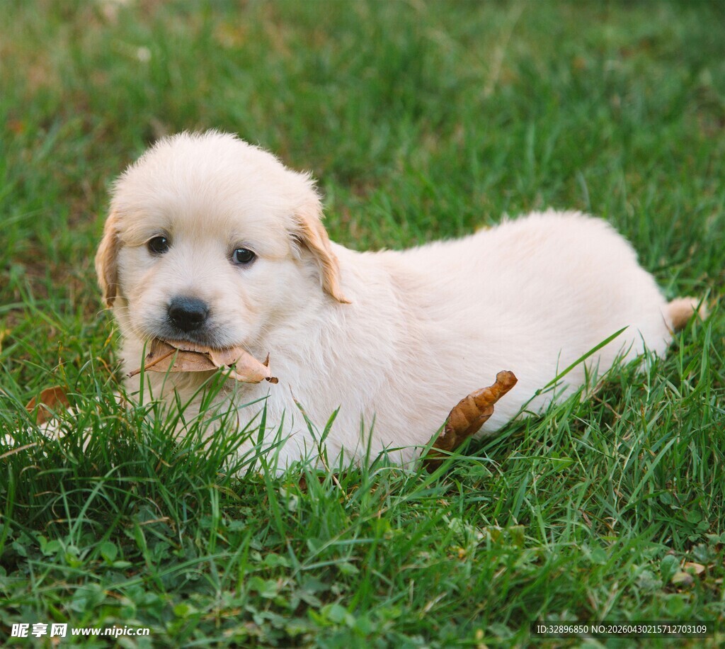 草地上的可爱金毛幼犬