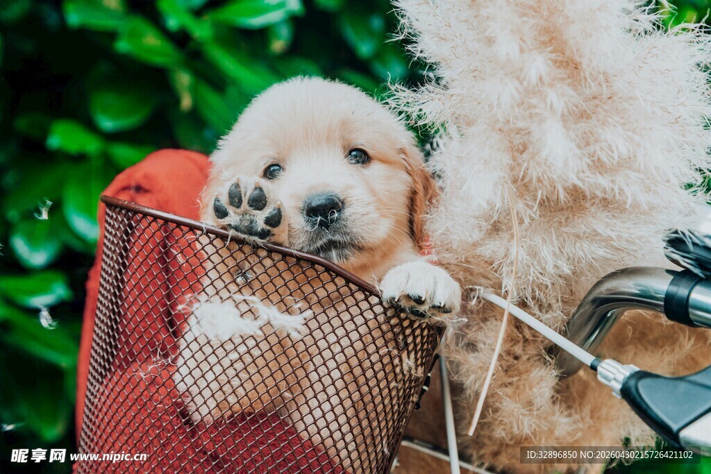 小狗惬意地坐在自行车篮中