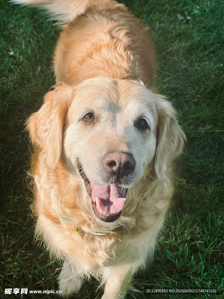 阳光下的金毛犬