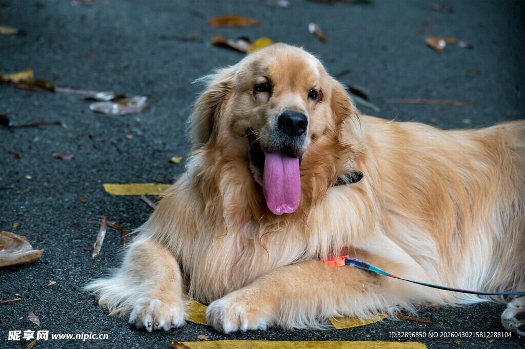 金毛犬惬意趴地吐舌