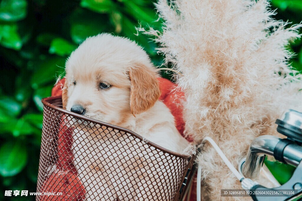 网兜中的可爱金毛幼犬