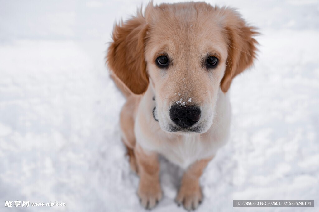 雪地中的可爱金毛幼犬