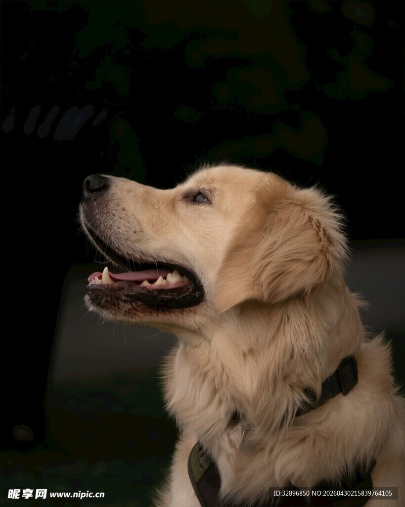仰头的金毛犬