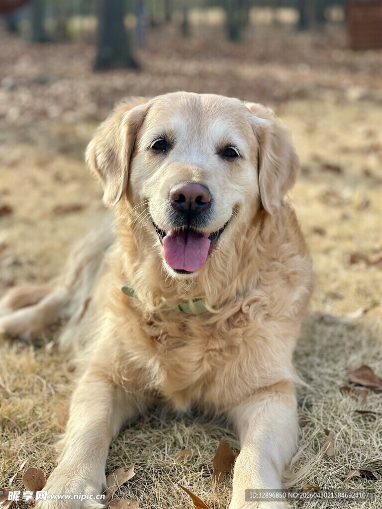 阳光下的金毛犬