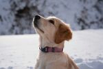 雪地中仰头的可爱金毛犬