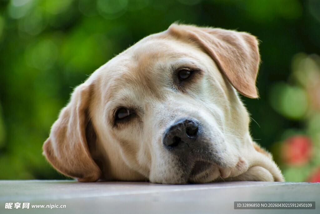 趴卧的可爱拉布拉多犬
