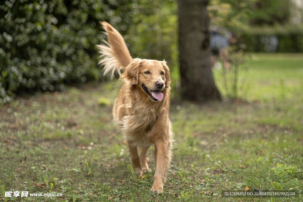 金毛犬在草地欢快奔跑