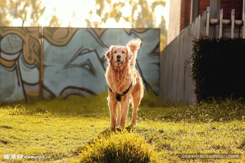 阳光下奔跑的金毛犬