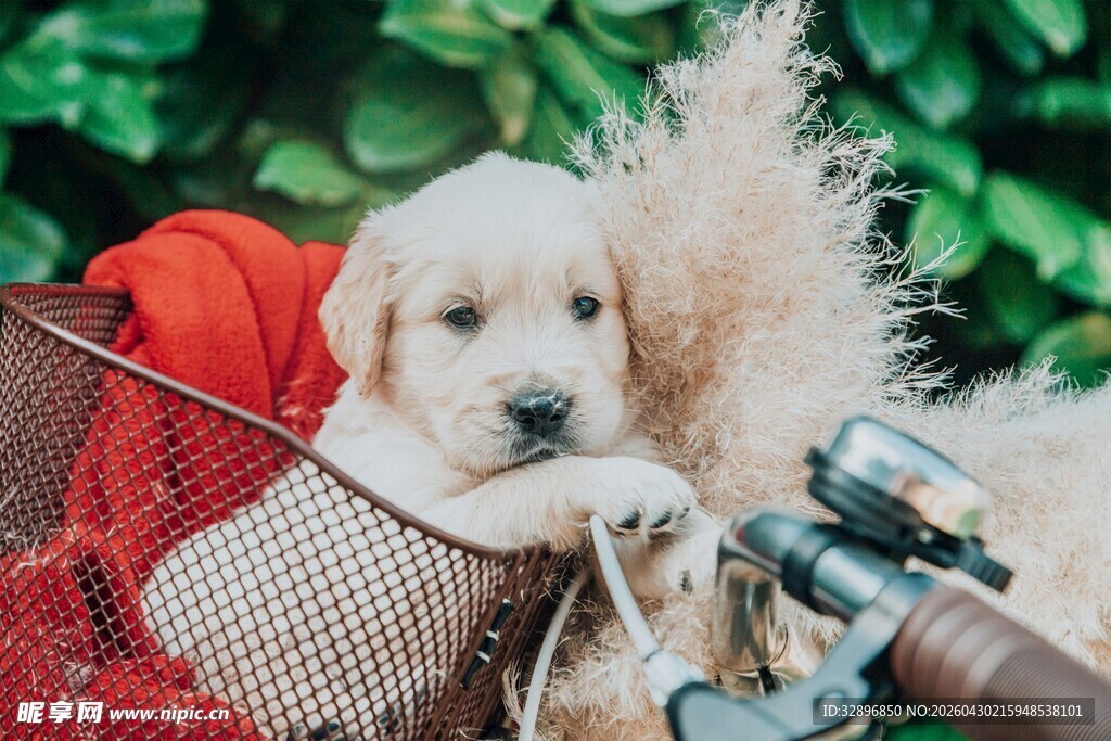 篮子里的可爱金毛幼犬