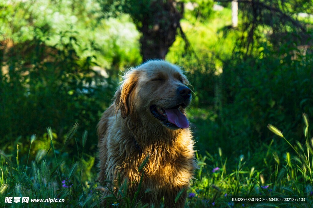 阳光下的金毛犬