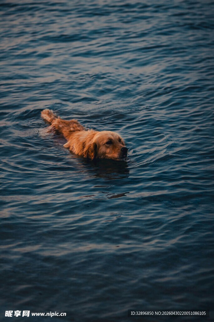 金毛犬在水中畅游