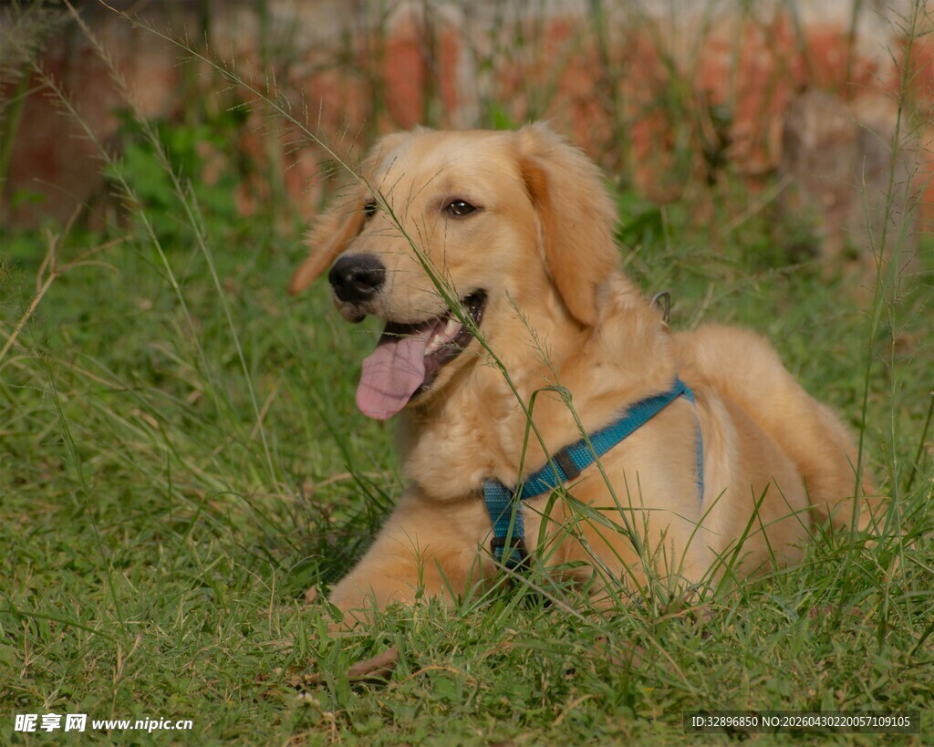 草地上的可爱金毛犬