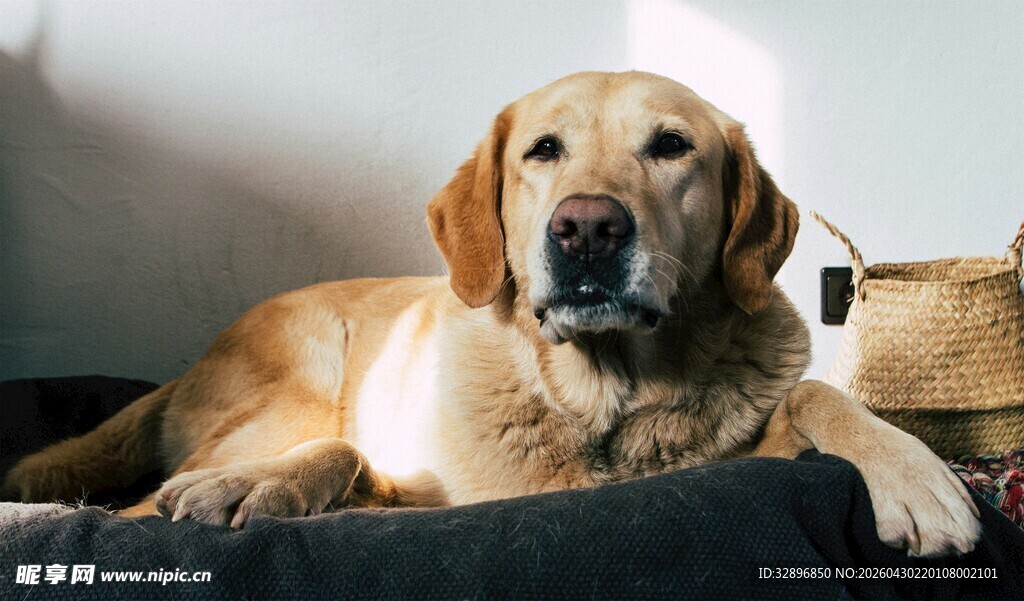 慵懒金毛犬惬意趴卧