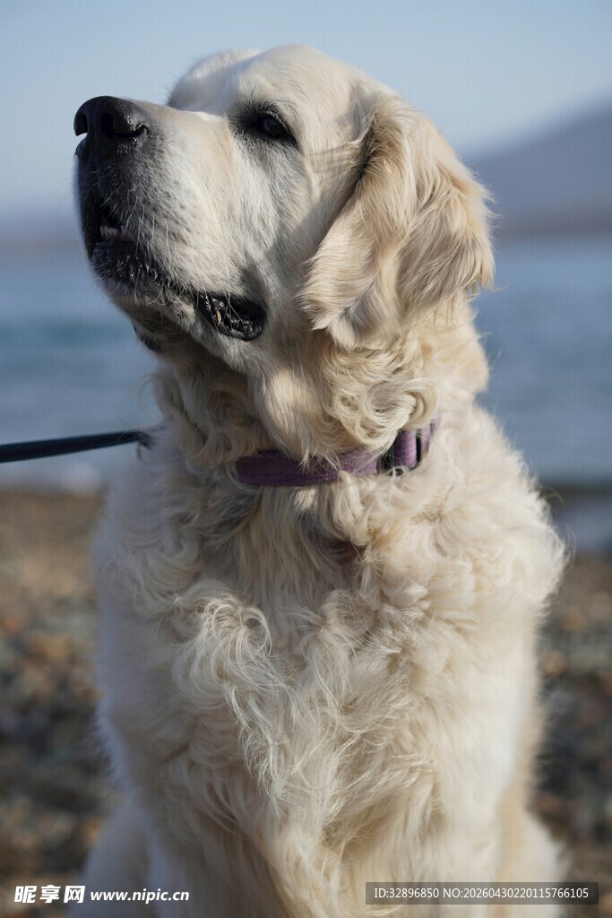 沙滩上的可爱金毛犬