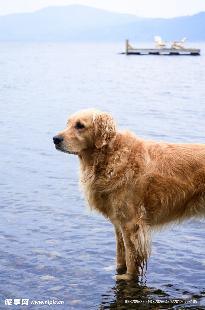 金毛犬立于水边眺望