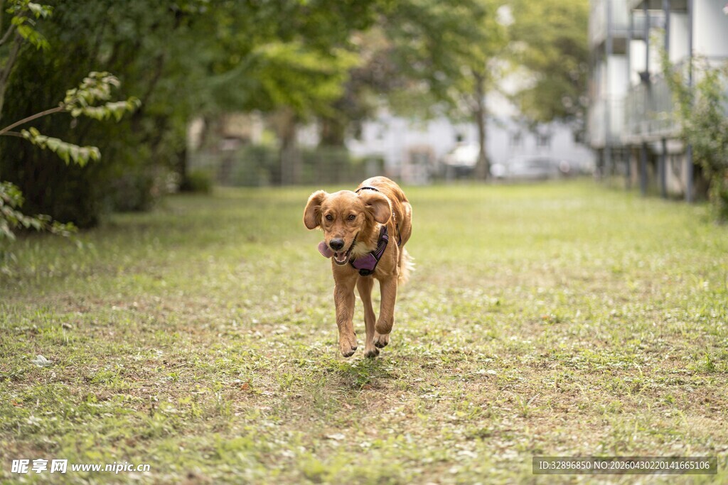 草地奔跑的可爱金毛犬